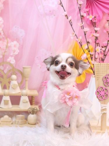 20250326トキくん